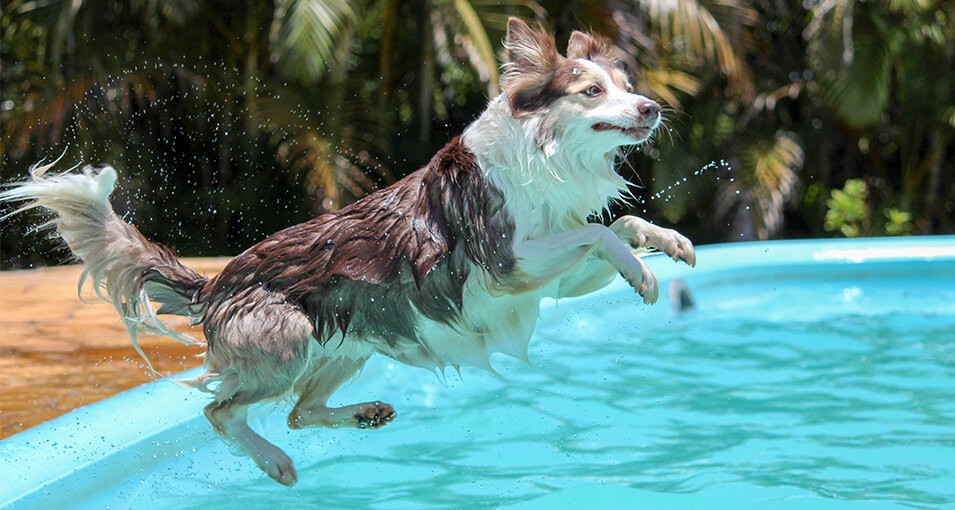 Cómo es la piscina ideal para tu perro?