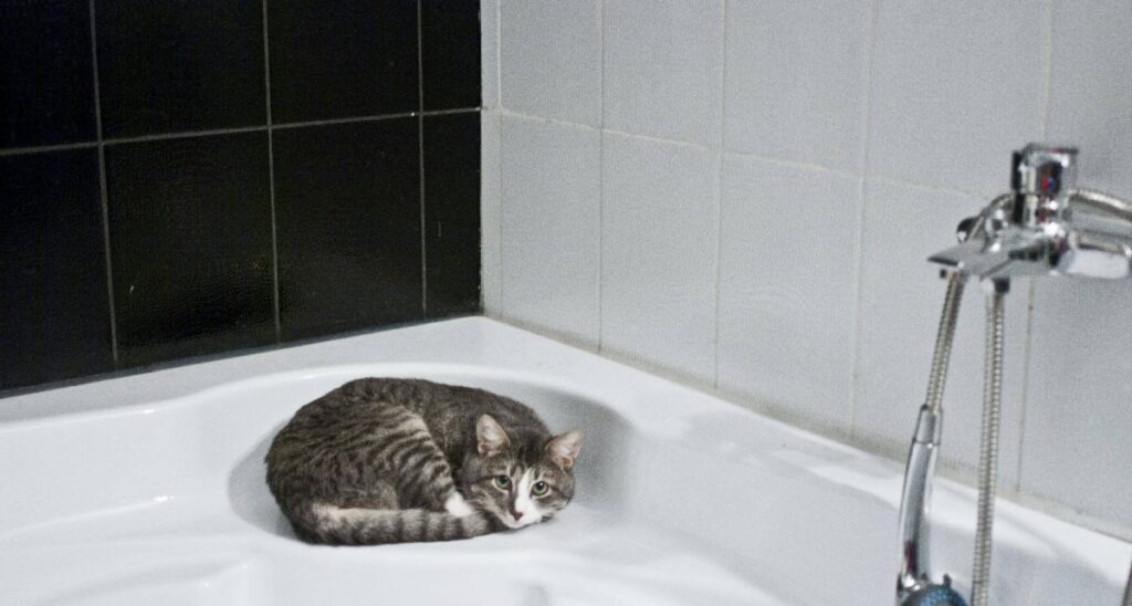 se puede bañar a un gato