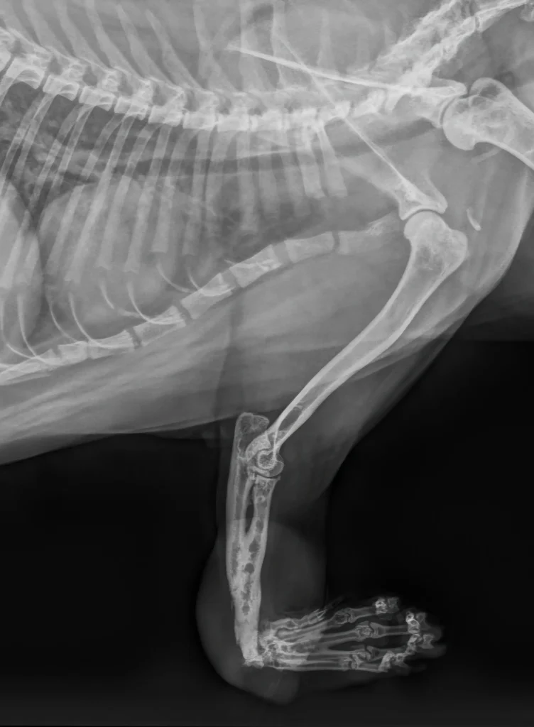 Sarcoma de tejido blando - The Cat Smile