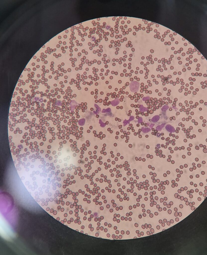 Hemograma veterinaria