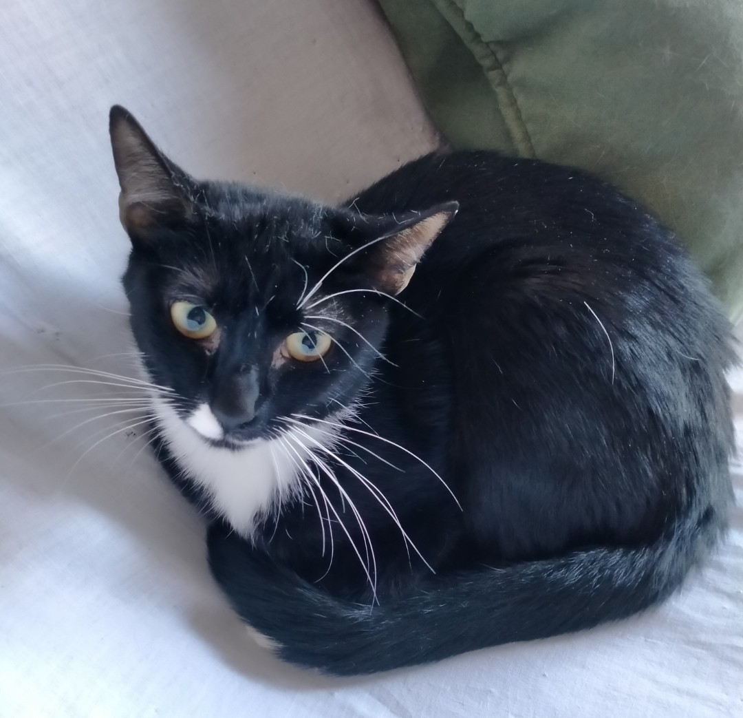 Diabetes mellitus en gatos