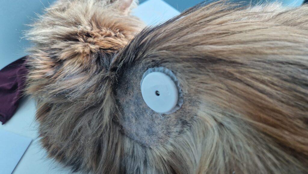 Sensor de glucosa gatos