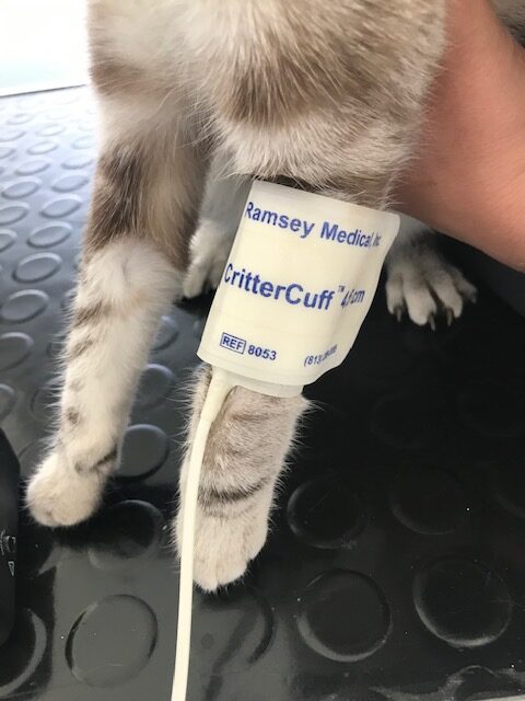 Hipertension en gatos